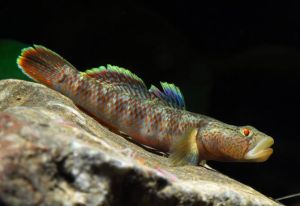 虎纹斑鱼与珍珠斑鱼：外观性格营养对比