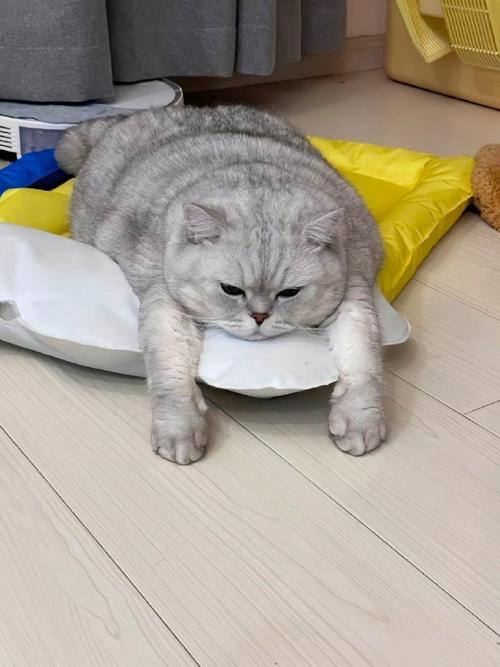 猫精神不好食欲不振一直趴着_猫咪精神食欲差?观察疼痛寄生虫或心理! 猫精神不好食欲不振一直趴着_猫咪精神食欲差?观察疼痛寄生虫或心理!