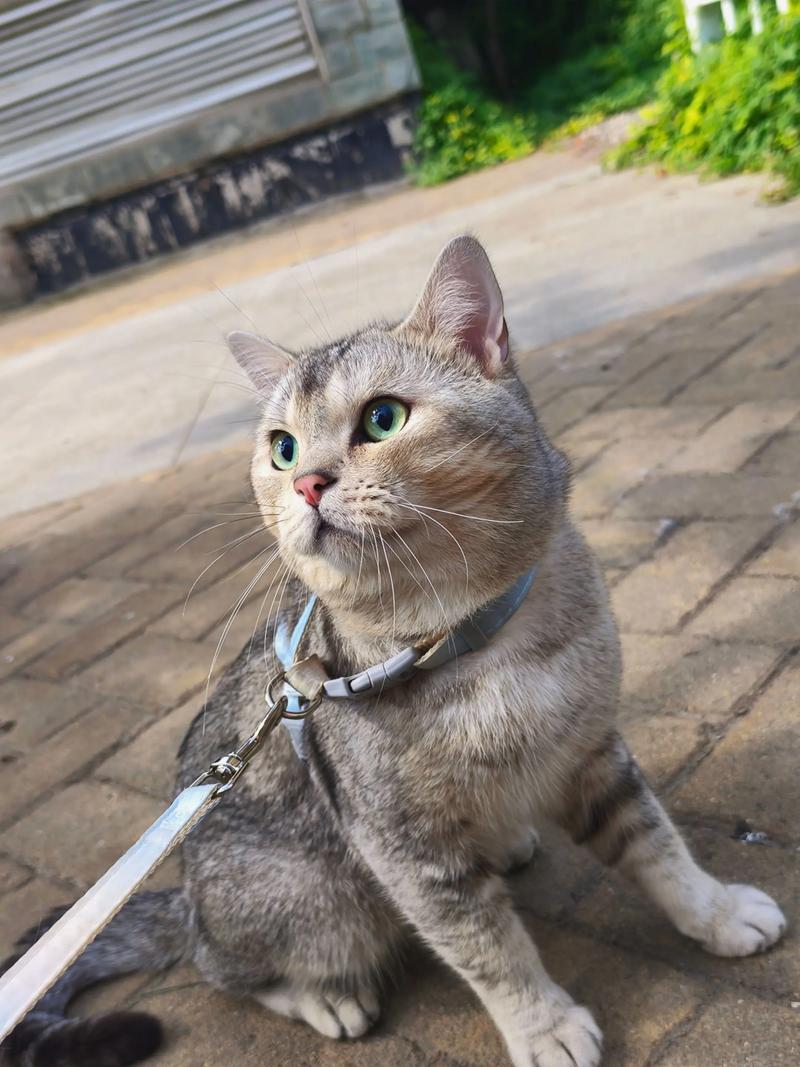 银渐层猫捉老鼠吗_银渐层天生会捕鼠,有的很在行! 银渐层猫捉老鼠吗_银渐层天生会捕鼠,有的很在行!