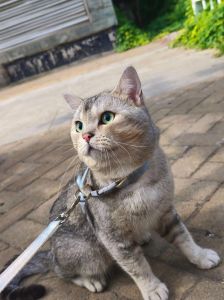 银渐层猫捉老鼠吗_银渐层天生会捕鼠，有的很在行！