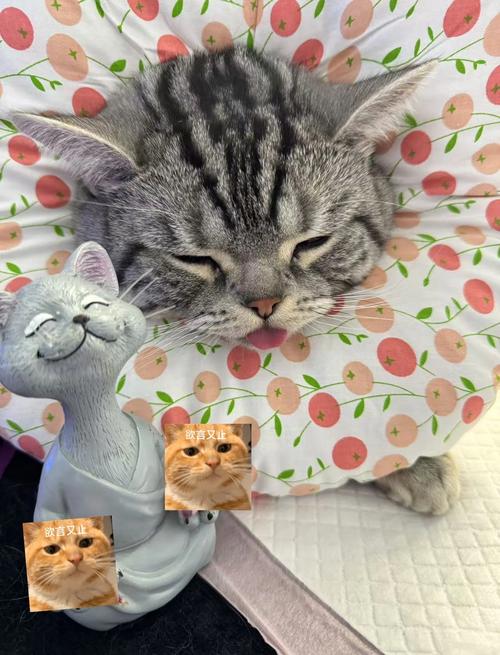 美短公猫绝育后寿命_绝育美短公猫寿命长,健康少烦恼 美短公猫绝育后寿命_绝育美短公猫寿命长,健康少烦恼