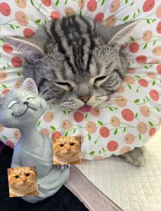 美短公猫绝育后寿命_绝育美短公猫寿命长，健康少烦恼