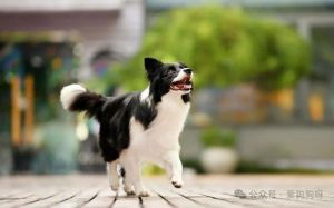 狗尾巴翘起来是什么情况_狗狗尾巴看情绪和健康，别只看高低！