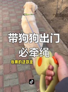 5岁的狗狗总是舔牵引绳_狗狗舔牵引绳原因及应对方法