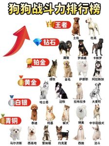 找骚厉害的狗品种排名_藏獒猛犬与细犬猎犬对比