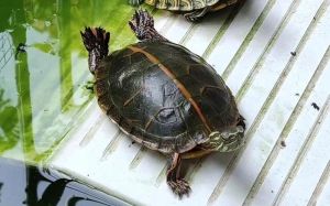 南锦龟为什么不建议养_南锦龟难养，幼体易死，需高要求