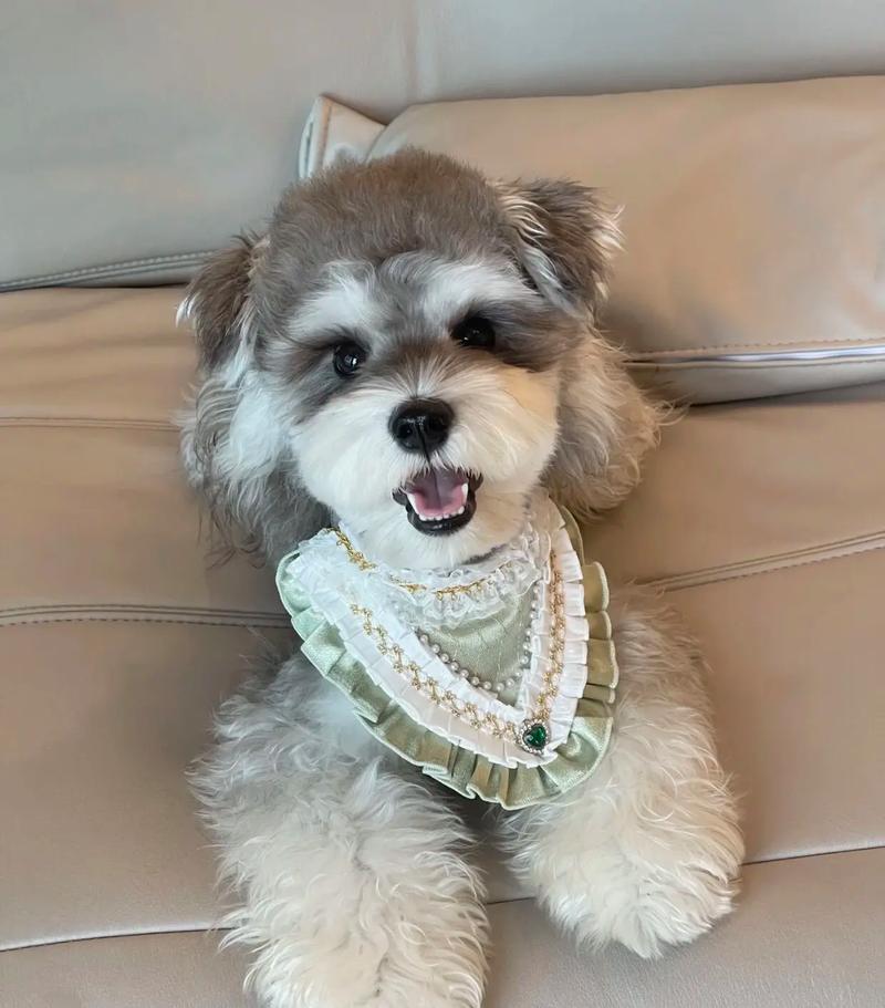 安静不拆家的狗狗_比熊法斗金毛柴犬 安静不拆家的狗狗_比熊法斗金毛柴犬