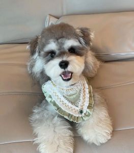 安静不拆家的狗狗_比熊法斗金毛柴犬