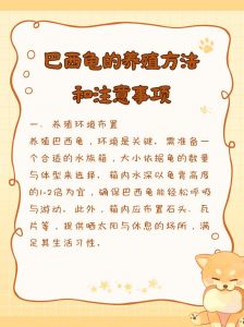 养巴西龟注意事项_水光食环境，健康长寿责任重