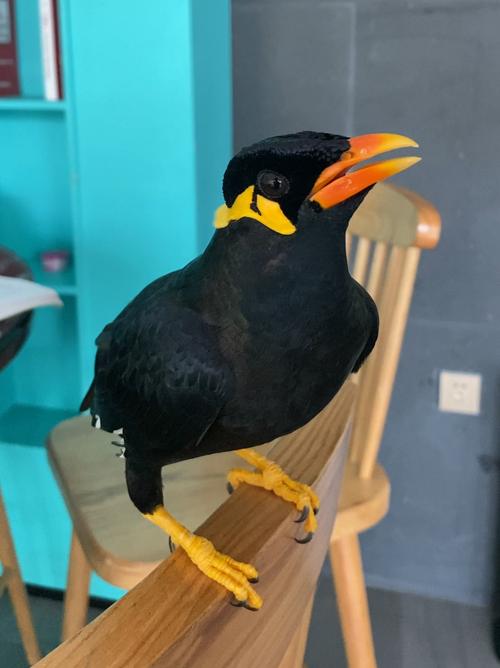 两年的鹩哥还会说话吗_鹩哥学说话,两年也能教! 两年的鹩哥还会说话吗_鹩哥学说话,两年也能教!