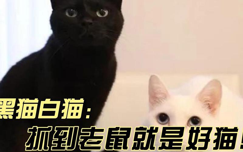 黑猫白猫抓住老鼠就是好猫_黑猫白猫是否皆好？