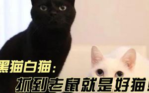 黑猫白猫抓住老鼠就是好猫_黑猫白猫是否皆好？