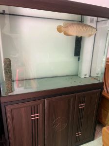 换了鱼缸5天银龙死了_新缸晾晒不足会死，停电水质差易死！