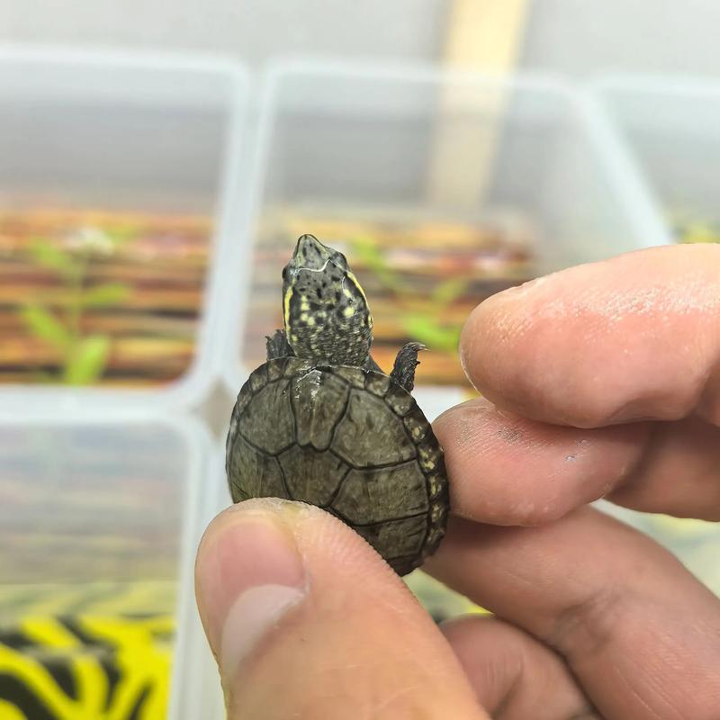 头盔蛋龟能和麝香蛋龟杂交吗_麝香蛋龟混养繁殖注意事项 头盔蛋龟能和麝香蛋龟杂交吗_麝香蛋龟混养繁殖注意事项