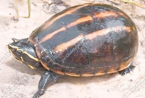 果核龟为什么不建议养呢_果核龟好养吗？龟苗易腐皮！