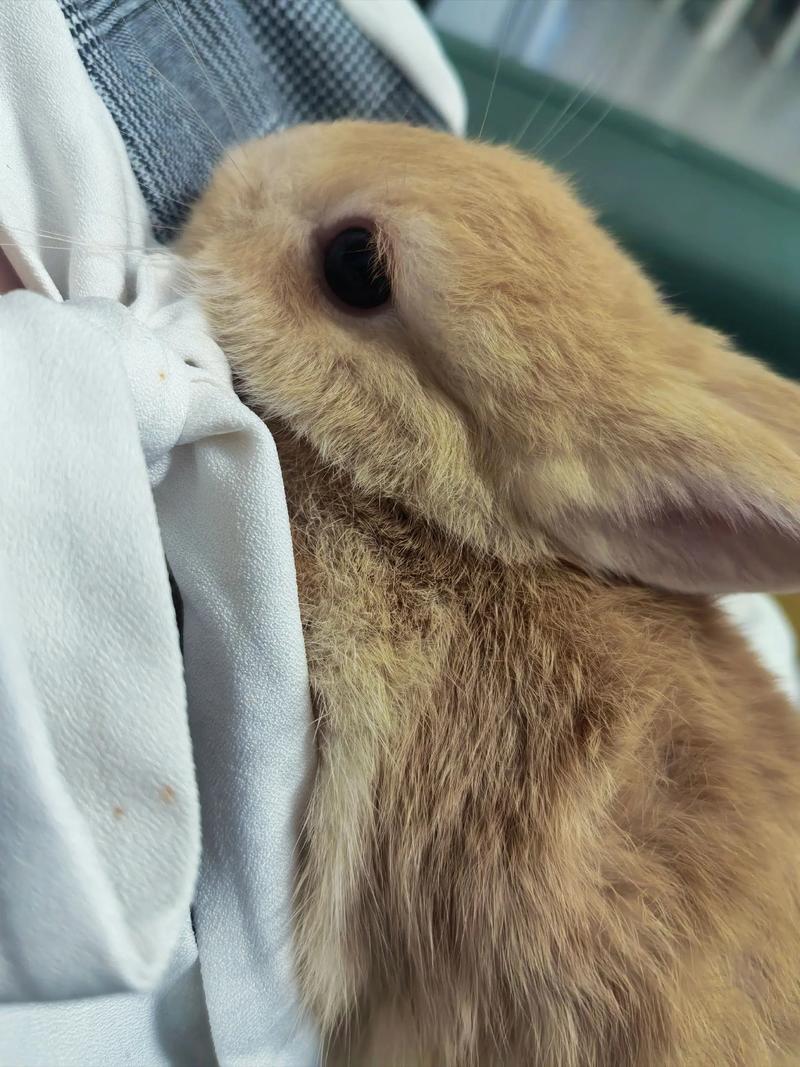 单血侏儒兔是肉兔吗_小巧可爱家庭宠物,适合室内饲养 单血侏儒兔是肉兔吗_小巧可爱家庭宠物,适合室内饲养