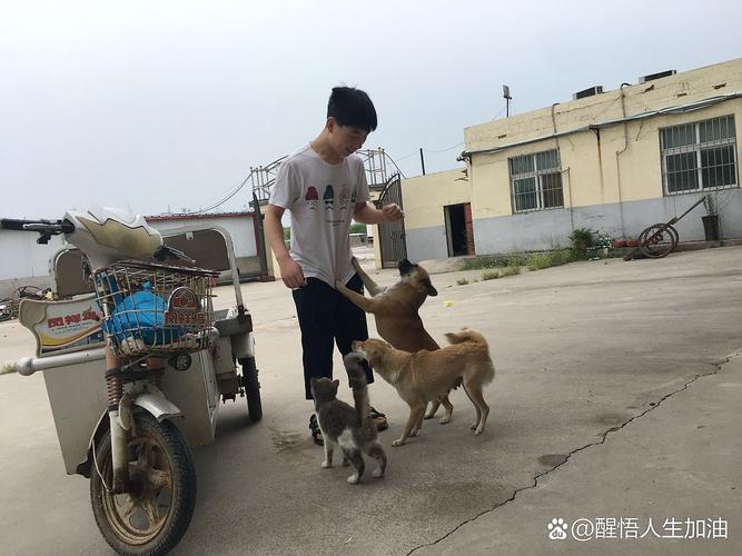 长途带狗狗回家用什么方式_带狗狗长途回家怎么选?自驾火车飞机专车哪个好? 长途带狗狗回家用什么方式_带狗狗长途回家怎么选?自驾火车飞机专车哪个好?
