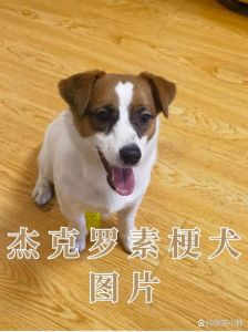 杰罗素梗犬_活泼粘人爱拆家，饲养需满足高运动量需求