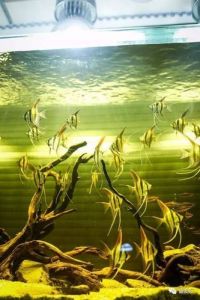 60缸可以养食土鲷吗_养鱼放松，分享杜鹃根鱼缸造景及混养心得