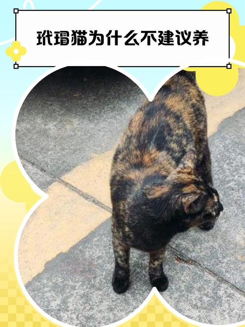 玳瑁猫千万不能养为什么_个性独特,饲养需谨慎 玳瑁猫千万不能养为什么_个性独特,饲养需谨慎
