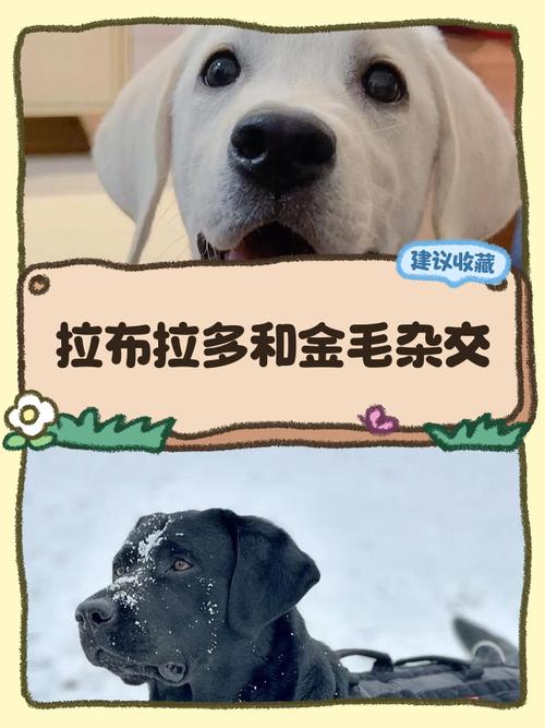它的性格像金毛还是拉布拉多_外貌性格护理大不同 它的性格像金毛还是拉布拉多_外貌性格护理大不同