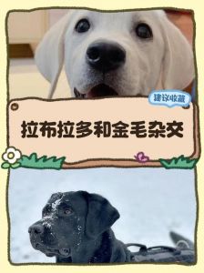 它的性格像金毛还是拉布拉多_外貌性格护理大不同