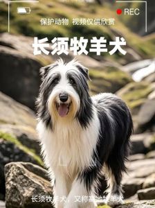 长须牧羊犬和古牧区别_性格外貌大不同