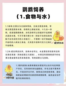 养玄凤鹦鹉要注意什么_笼子温度饮食互动，是十几年承诺！