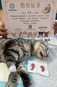 关于猫绝育 我后悔了_绝育后猫食欲精神好，但性格大变，龇牙，后悔了吗？