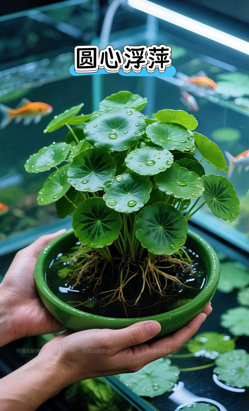 浮萍适合养鱼缸里吗_鱼缸养浮萍好处多,控量避光防缺氧 浮萍适合养鱼缸里吗_鱼缸养浮萍好处多,控量避光防缺氧