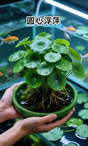 浮萍适合养鱼缸里吗_鱼缸养浮萍好处多，控量避光防缺氧