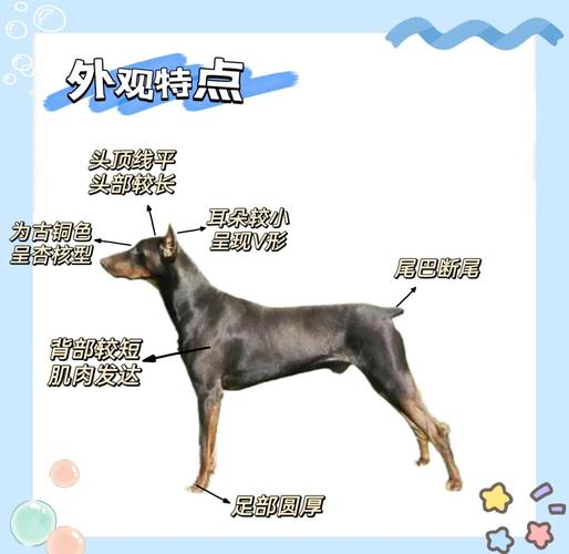 宾莎犬为什么不建议养_运动多掉毛重健康贵！