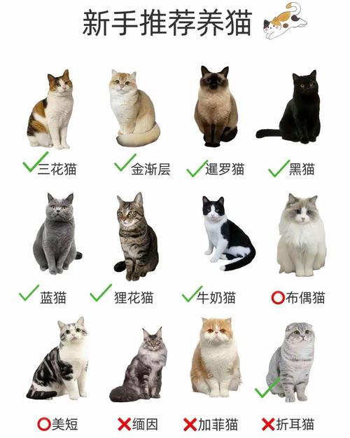 初养猫选什么猫比较好养_新手养猫看这几种温顺的! 初养猫选什么猫比较好养_新手养猫看这几种温顺的!