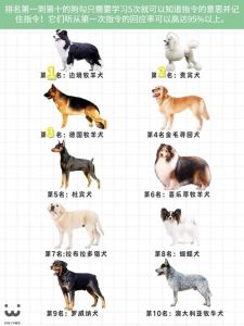梗类犬智商排名前十名_约克夏杰克罗素波士顿西藏梗和西高地白梗的特点和排名