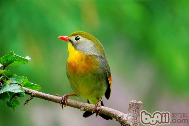 相思鸟寿命一般几年_红嘴相思鸟寿命长 相思鸟寿命一般几年_红嘴相思鸟寿命长