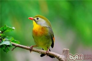 相思鸟寿命一般几年_红嘴相思鸟寿命长