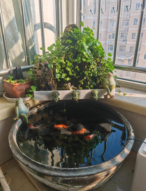 大缸养鱼的正确方法_老水缸养鱼不换水,生态循环真省心 大缸养鱼的正确方法_老水缸养鱼不换水,生态循环真省心