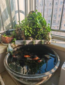 大缸养鱼的正确方法_老水缸养鱼不换水，生态循环真省心