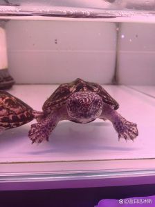墨蛋龟需要加温吗_高颜值墨西哥蛋龟饲养全攻略
