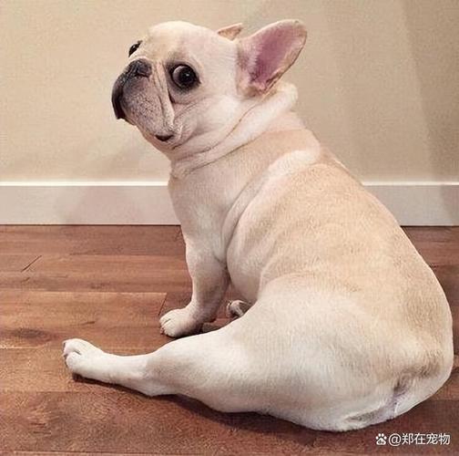 最适合楼上居住的5种狗_楼上养狗别愁，选这五种安静宝贝！