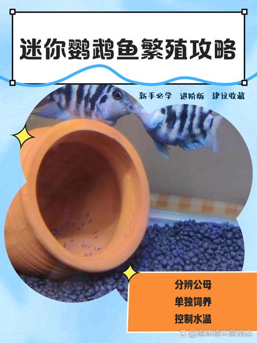 养迷你鹦鹉鱼需要打氧吗_养迷你鹦鹉鱼必须打氧,水质温度也要控制好 养迷你鹦鹉鱼需要打氧吗_养迷你鹦鹉鱼必须打氧,水质温度也要控制好