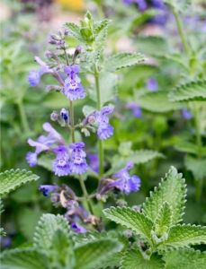 猫薄荷一般什么味道_猫咪最爱与注意事项