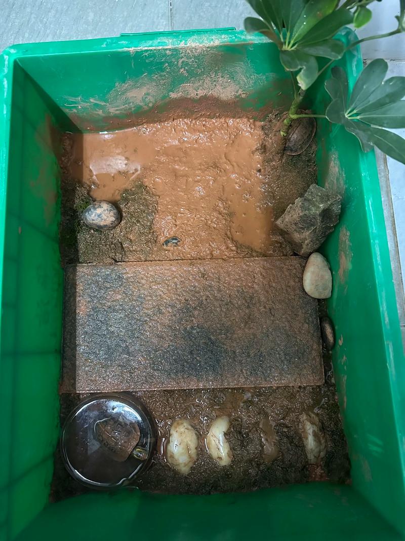 黄缘龟多久下蛋_黄缘龟繁殖越冬管理要点 黄缘龟多久下蛋_黄缘龟繁殖越冬管理要点