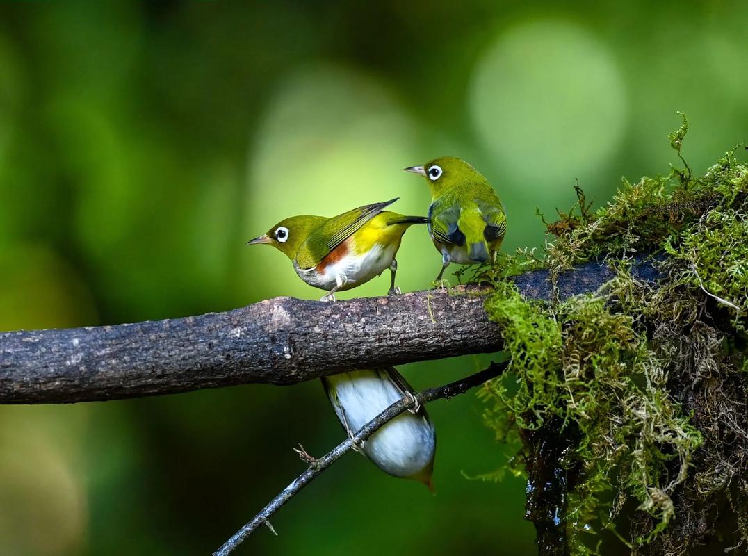 红胁绣眼鸟可以养吗_养红胁绣眼鸟违法？需审核影响生态平衡！