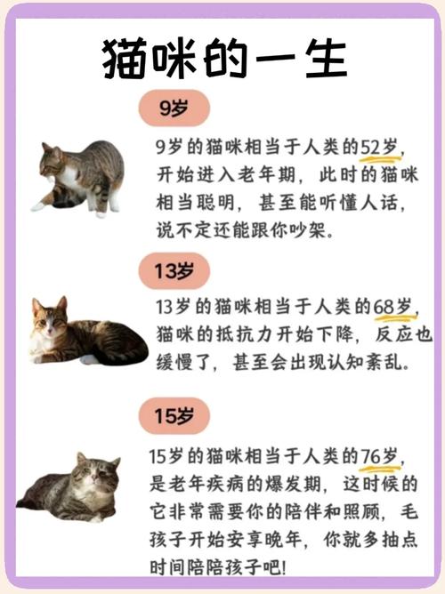 猫阉以后寿命会长吗_猫咪绝育能显著延长寿命! 猫阉以后寿命会长吗_猫咪绝育能显著延长寿命!