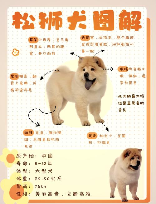 松狮犬为什么禁养_历史与现实的矛盾 松狮犬为什么禁养_历史与现实的矛盾