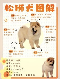 松狮犬为什么禁养_历史与现实的矛盾