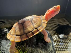 变异巴西龟为什么不建议养_健康生态风险大，勿放生