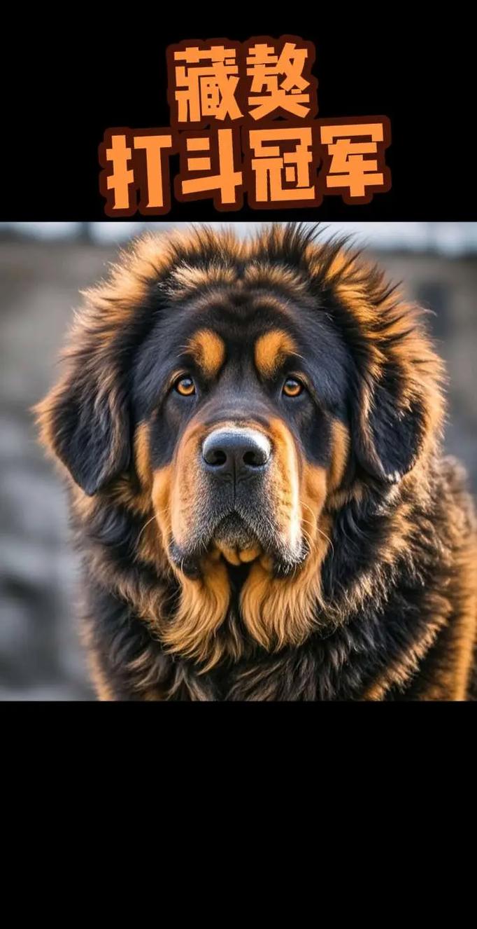 藏獒是大型犬吗_藏獒虽猛但易遭遗弃,需合理保护 藏獒是大型犬吗_藏獒虽猛但易遭遗弃,需合理保护