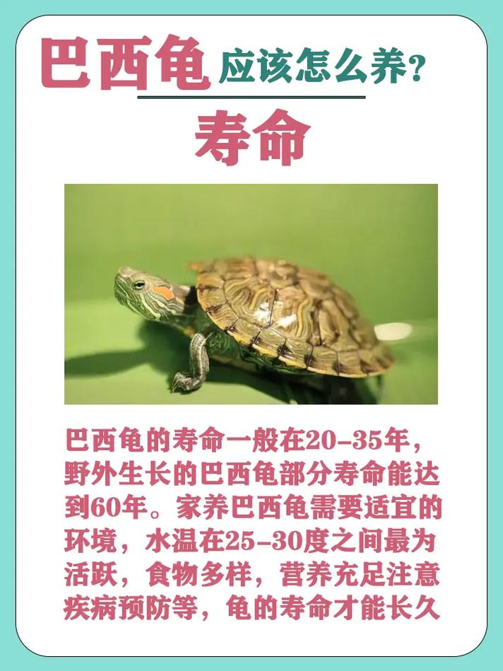 小巴西龟饲养指南_大缸清水暖环境